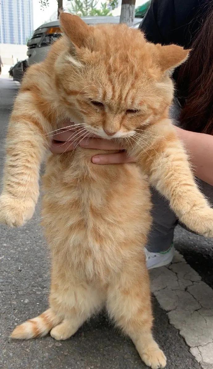 没想到,央视的名嘴们全都是猫奴