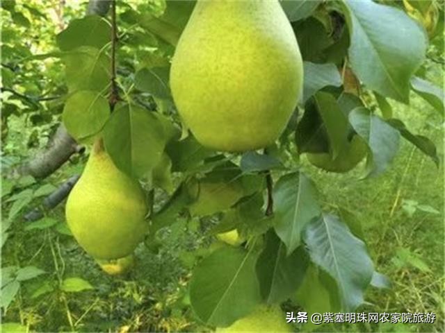 梨木台景林农家院,梨木台景林农家院直播