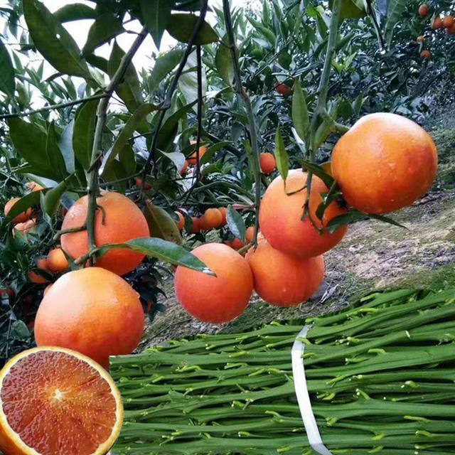 血橙上色期打什么药,少见多怪的说明什么