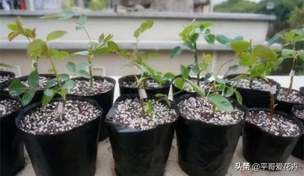 土壤肥力不足用什么肥,土壤肥力不够加什么料