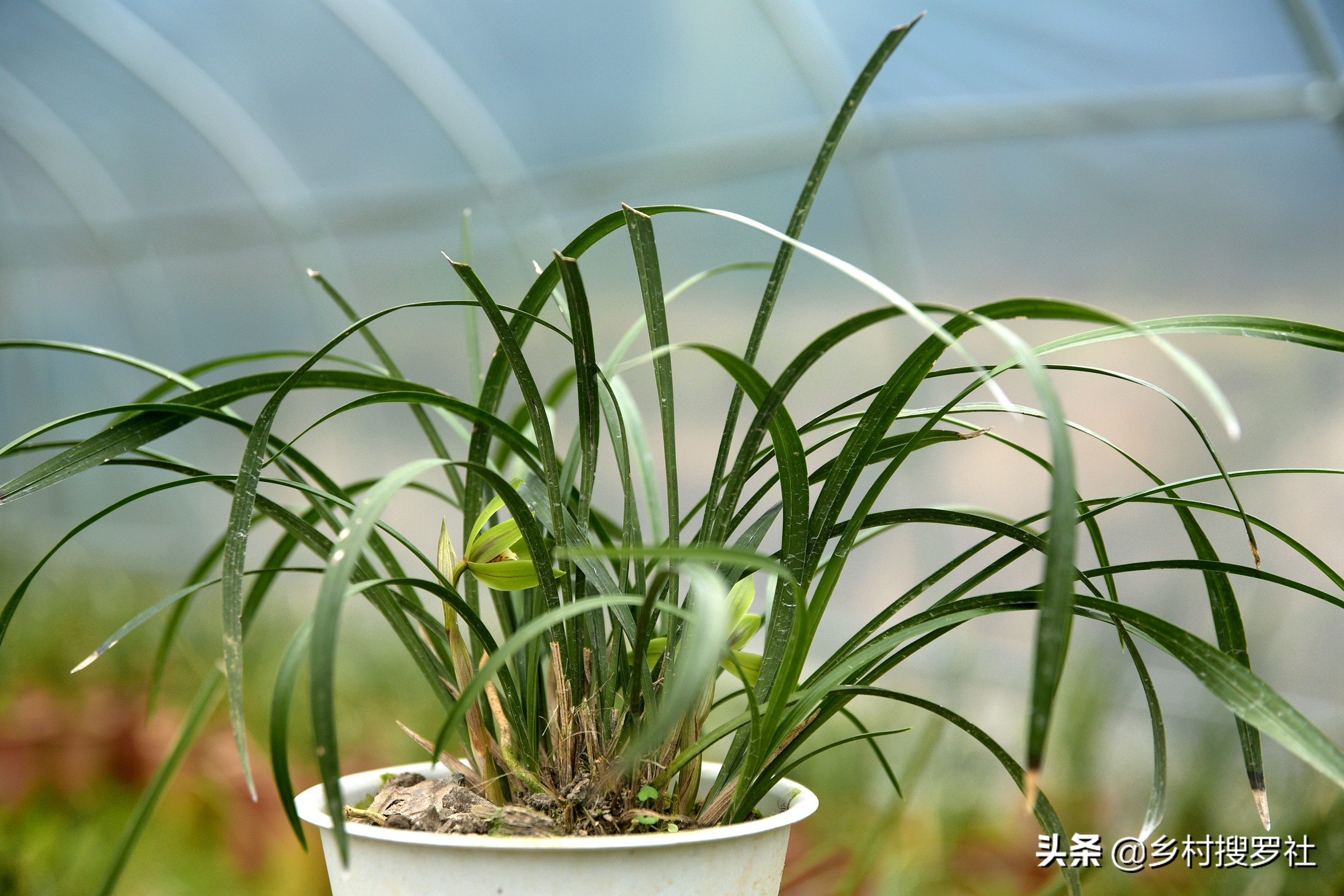 如何防止兰花生根发芽的方法,如何让兰花多发芽