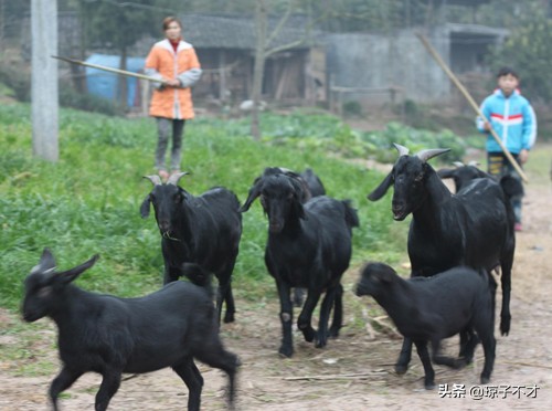 养羊的利润与成本计划书,养羊50只羊要投资多少钱