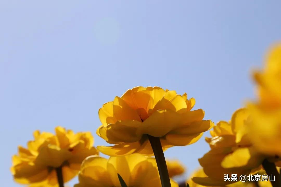 房山区长阳公园郁金香花,房山长阳公园郁金香花开了吗