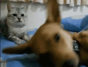 最新发现，狗狗的做梦过程，还会身体抽搐还大叫，可以叫醒它吗