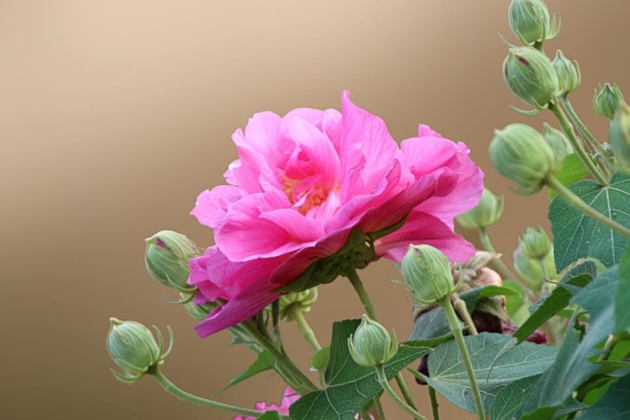 芙蓉花养殖这样做,秋来花开“羞答答”