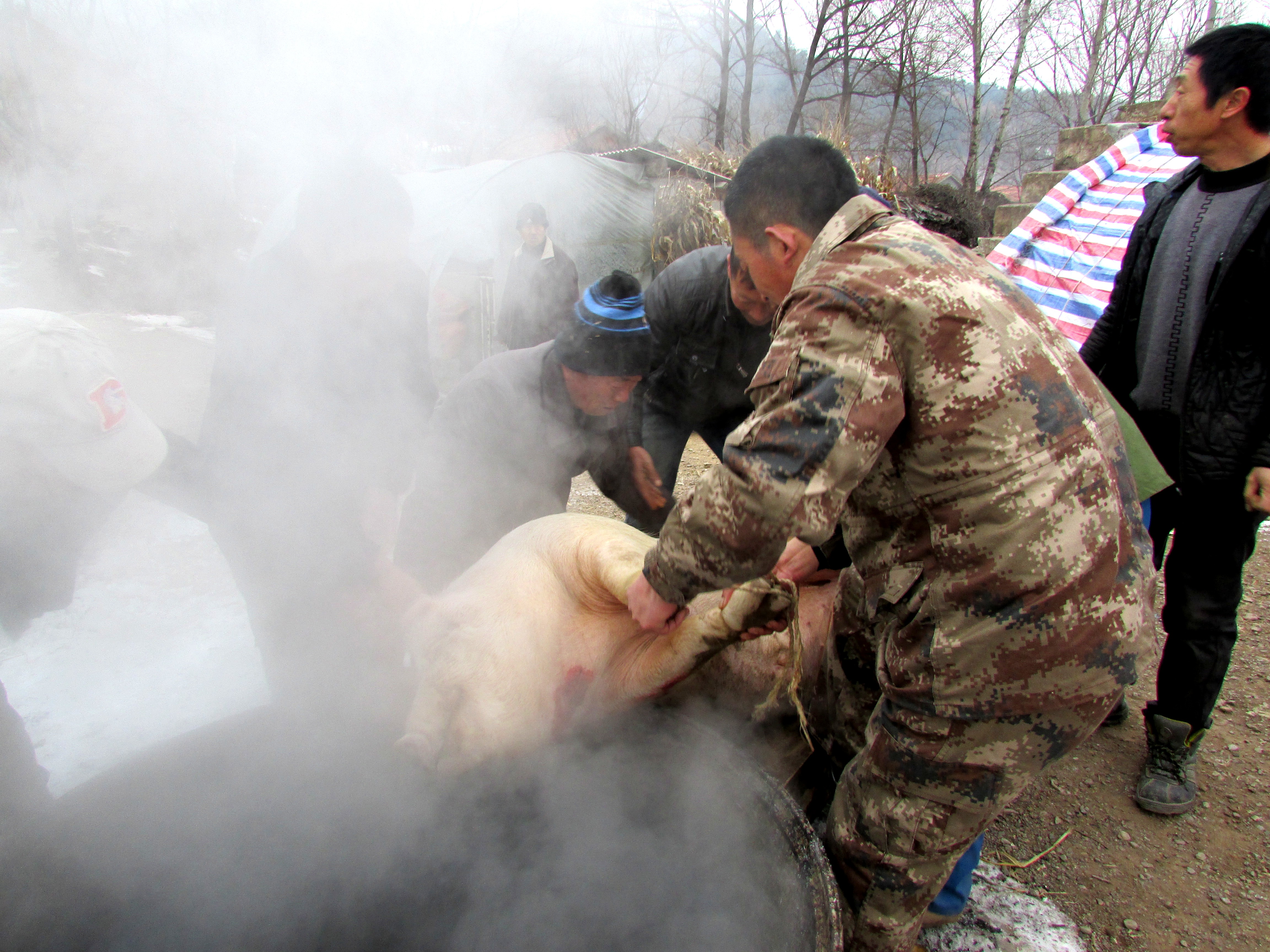东北杀年猪来吃猪肉,老东北杀年猪