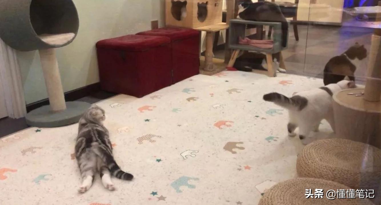 铲屎官一年养猫需要多少钱,猫咪铲屎官兼职工资多少钱