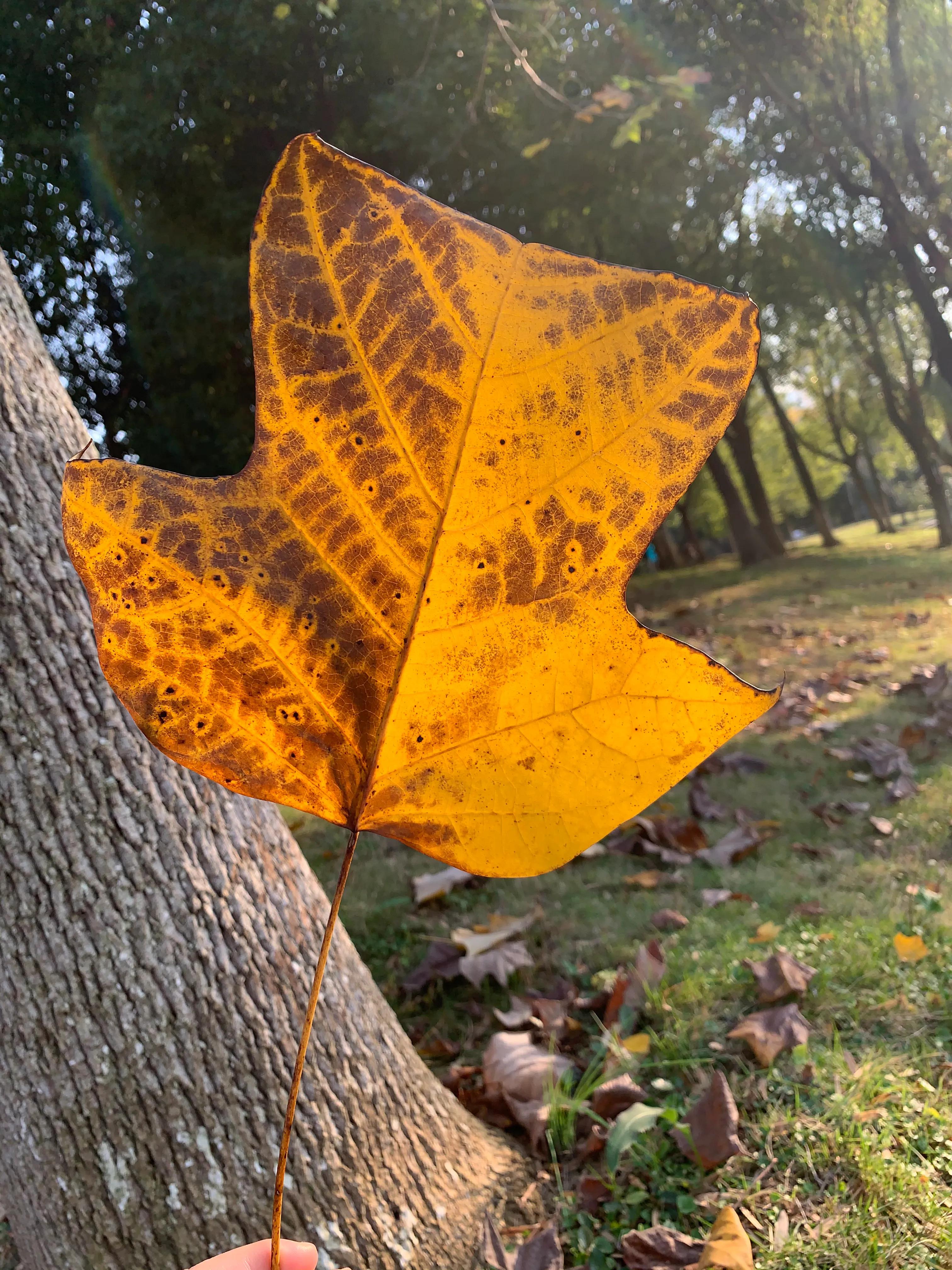像鹅掌楸的树,小叶鹅掌楸大树