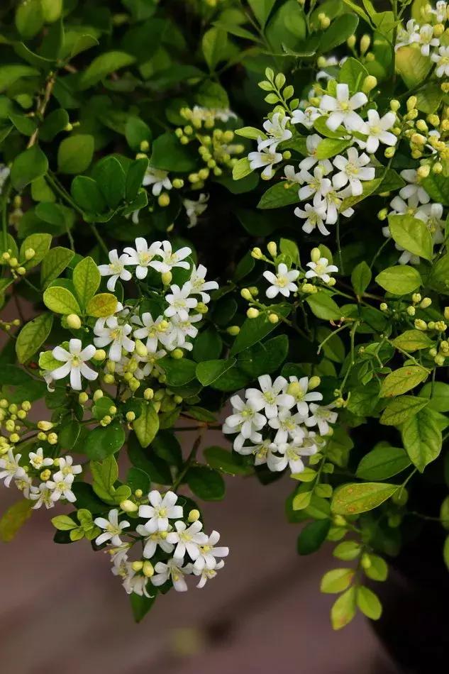 100种百花图谱大全,好书推荐快来领取你的宝藏书单