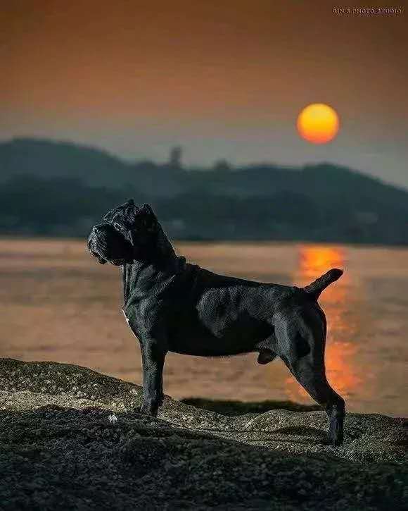 拉鼓带刀护卫,宝哥带刀护卫