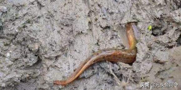 儿歌池塘里小泥鳅,池塘泥鳅儿歌