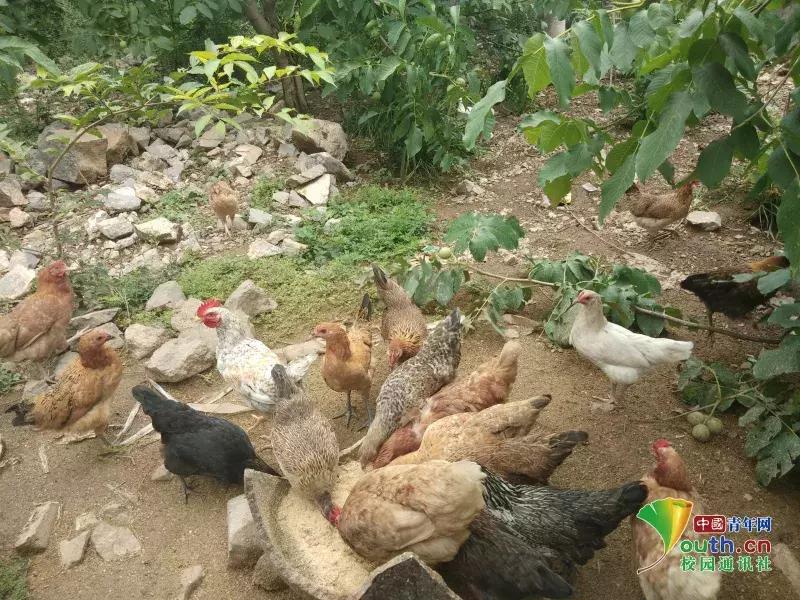 山西三下乡计划,大学生暑期三下乡乡村振兴方案