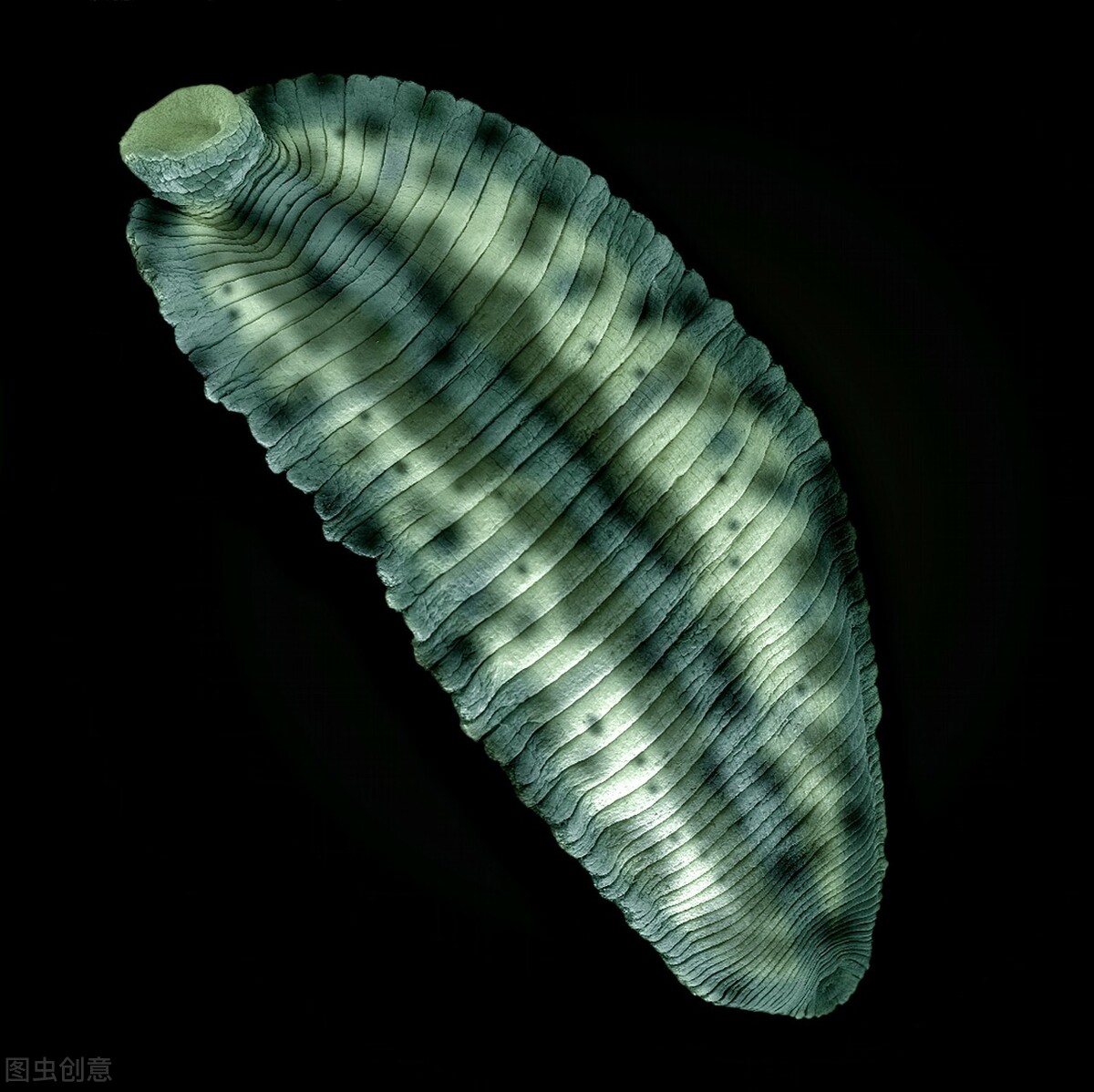 蚂蝗吸血后被吸人会死吗,吸血蚂蝗扒到皮肤上怎么处理