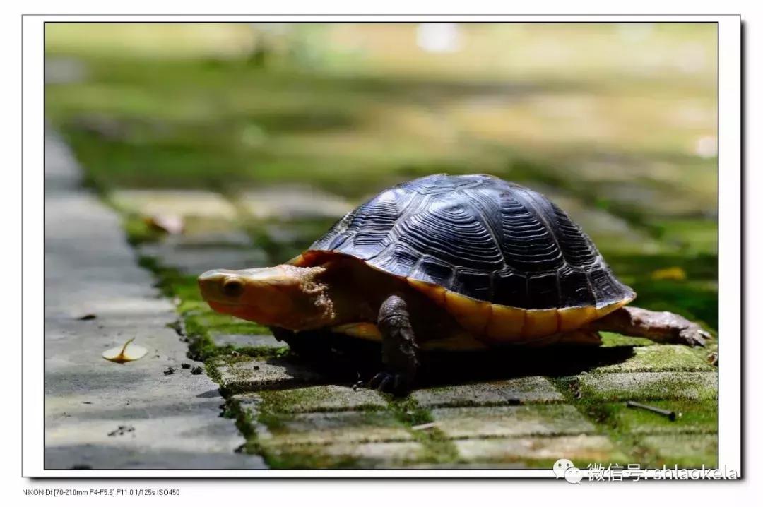 黄缘乌龟宠物,黄缘龟喜欢的植物