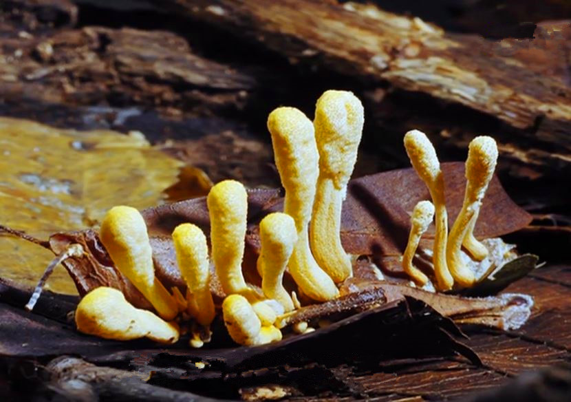 蘑菇是真菌还是植物,香气很浓的蘑菇叫什么菇