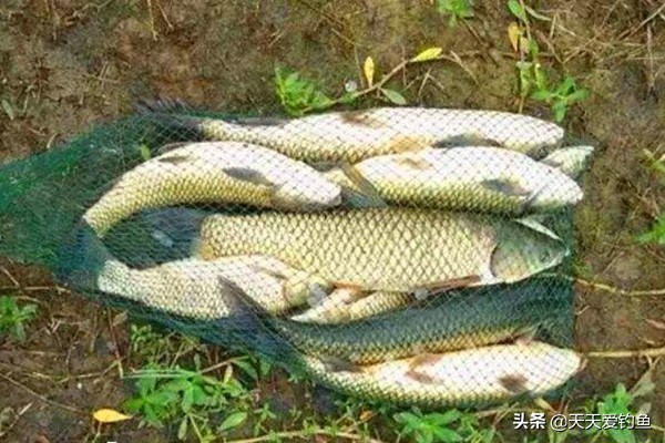 串钩钓草鱼的正确使用方法,钓草鱼最快的方法串钩钓浮