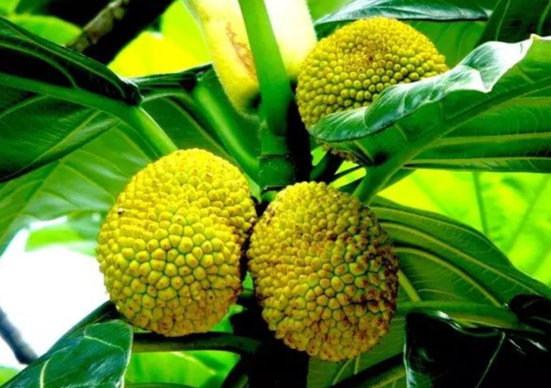 真的是活久见!长成这样居然能吃?