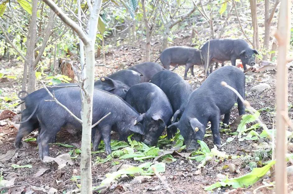 称霸绵阳5年的「西昌火盆烧烤」，菜品丰富敞开吃