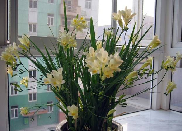 养花新手老养死花,献给那些总把花养死的人