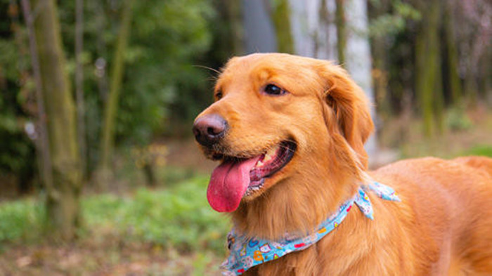 金毛一次生8只小狗,金毛一年生几胎一胎生几个