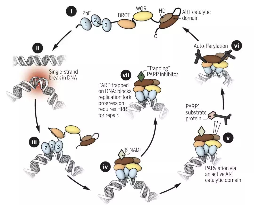 科学家找到了癌细胞的软肋，给了它致命的最后一击！