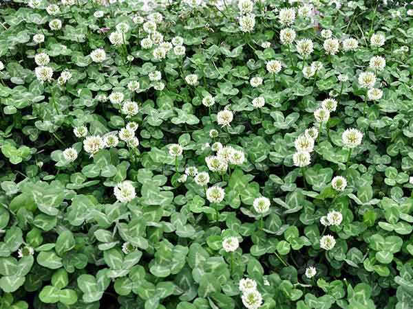 荒山可以种白三叶吗,白三叶盆栽种植