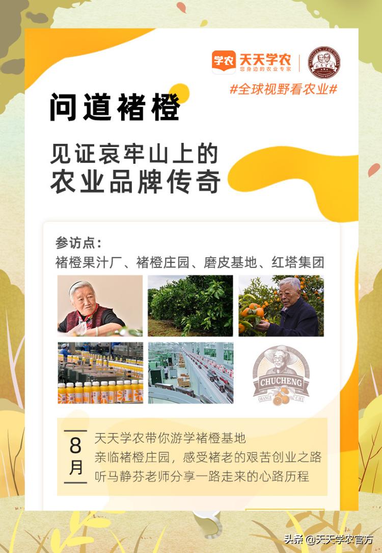 褚橙是如何形成品牌的呢,褚橙冰糖橙多少钱一斤