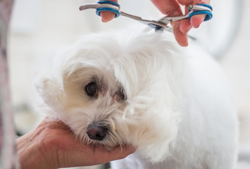 狗狗一直吐白沫粘稠一股臭味,家里面狗狗的臭味怎么清除