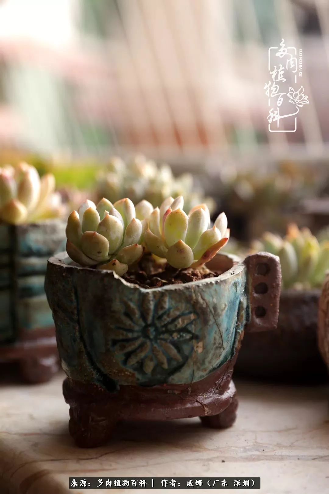 笼子里的多肉,露养的多肉和室内的多肉区别