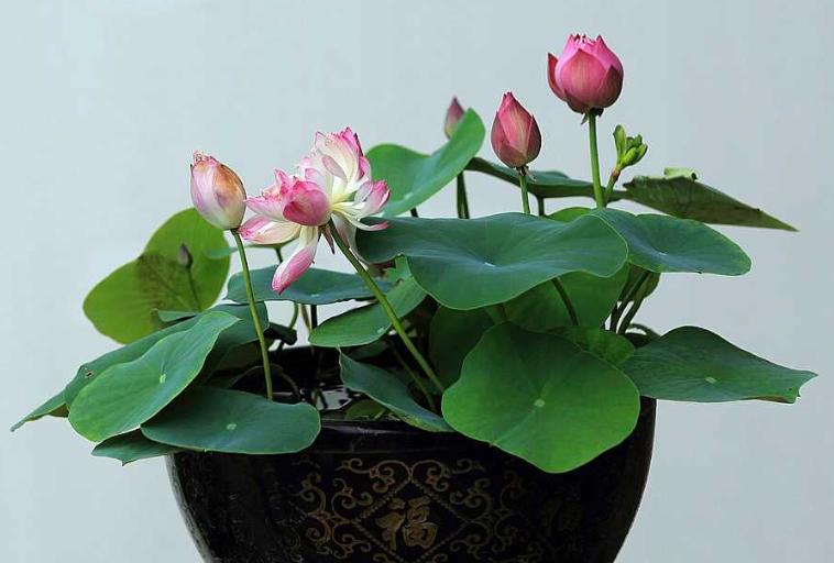 荷花盆栽水养方法,荷花盆栽的盆土怎么配制