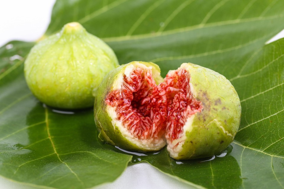 冬季无花果种植需要注意什么,夏天种无花果注意事项