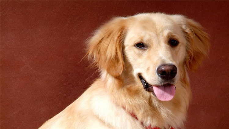 狗狗有哪三个信号说明已经怀孕了,怎么看出狗狗怀孕