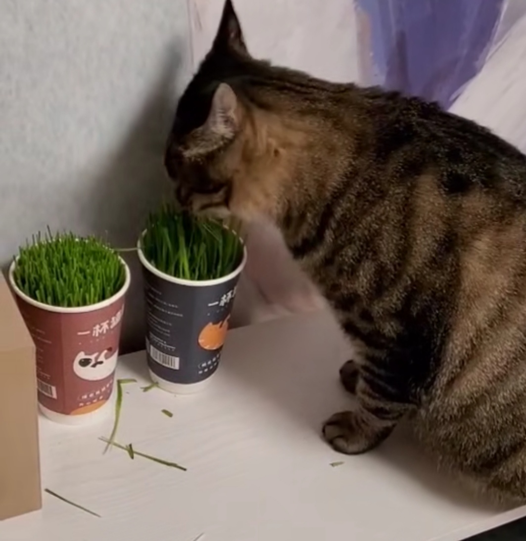 化毛膏和猫草棒的区别,猫咪吃完化毛膏呕吐是什么原因