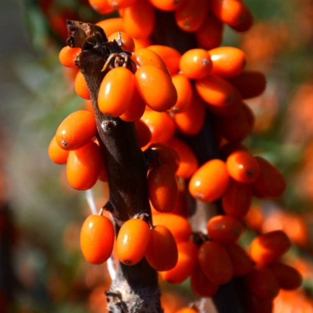 沙棘油功效与作用好处,沙棘油的功效与作用的说明书