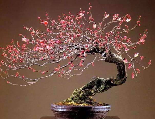 初学入门养花养什么植物,新手不懂的浇水方法