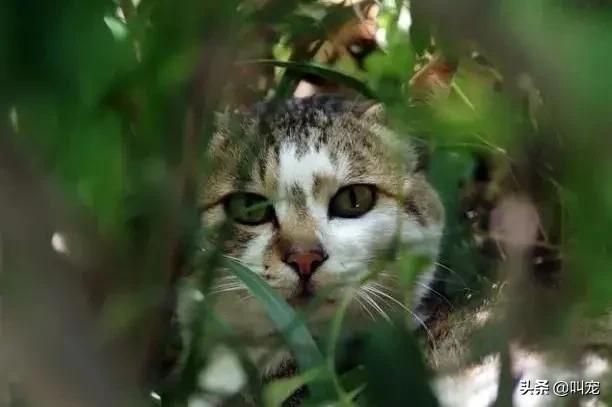 猫咪分离焦虑症的表现,猫咪分离焦虑是怎么形成的