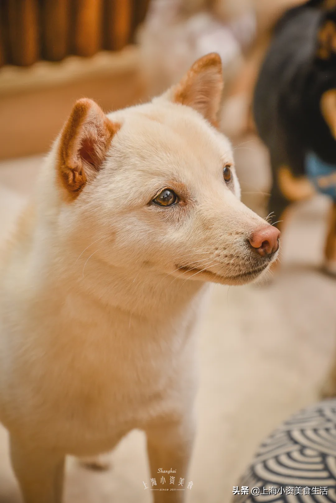 豆柴犬幼犬直播,豆柴是一只非常可爱的小狗