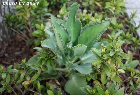 50种常见花卉浇水技巧,50种花卉种植技巧