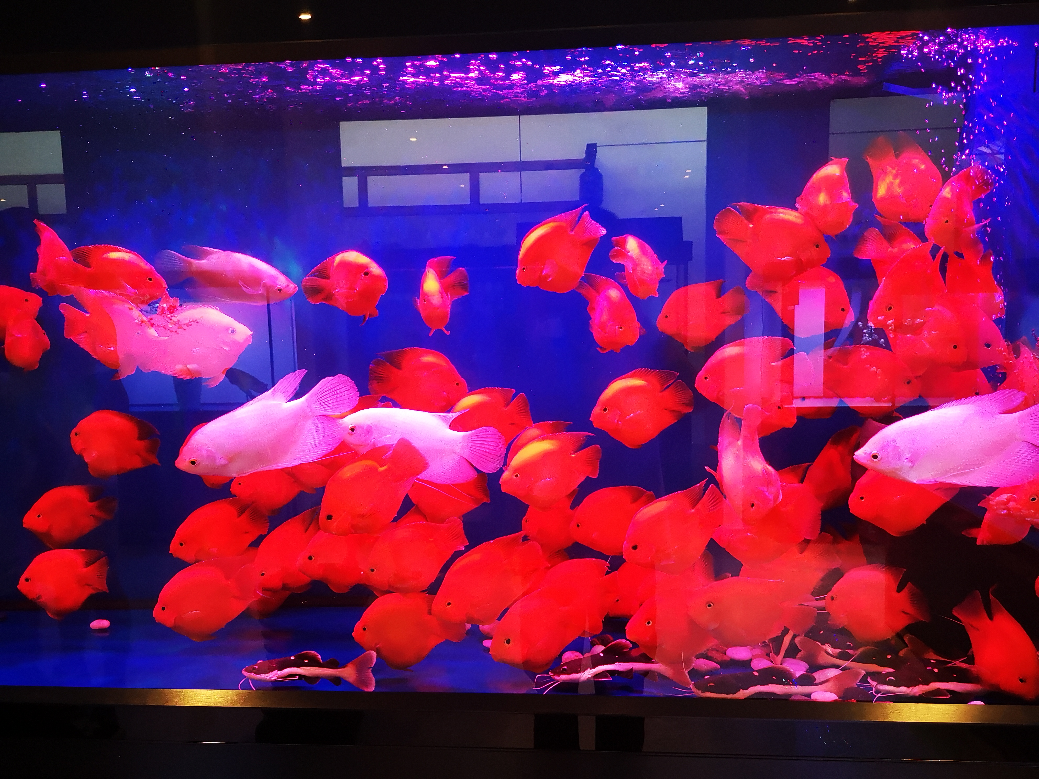 鱼缸换完滤材后水变浑浊怎么解决,鱼缸一面裂了可以换玻璃容易漏吗