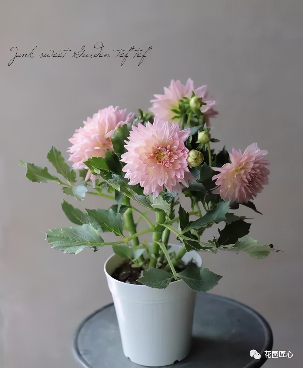 球根种植时间和方法,球根的养殖方法和注意事项