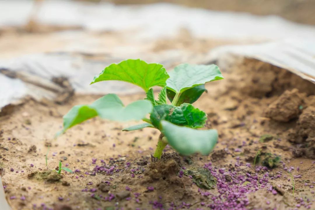 枯草芽孢杆菌为何不能与化肥使用,枯草芽孢杆菌能和调节剂混用吗