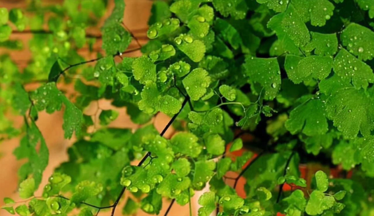 厕所里能养什么花除异味,厕所养什么花草能除味