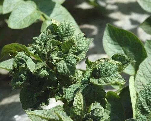 马铃薯的地下害虫有哪些,马铃薯种植技术及病虫害防治