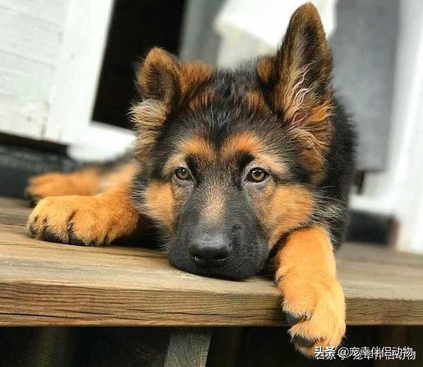 可以当导盲犬的有哪几种狗呢,哪些品种的狗狗成为导盲犬