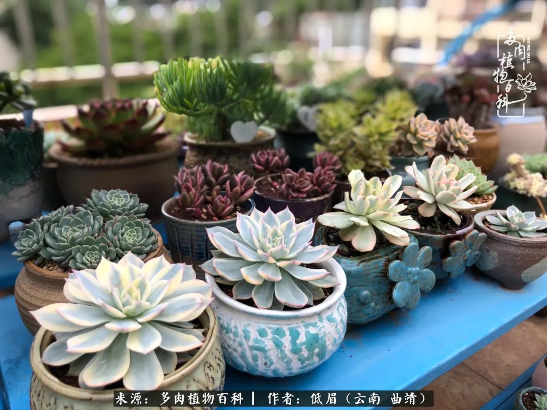 多肉怎么养度夏,多肉怎么养之度夏篇