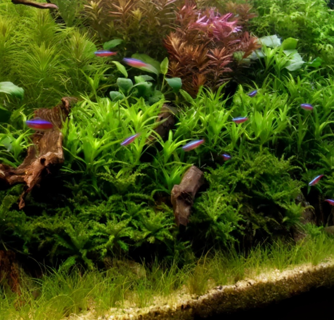 三角形构图水族造景,水族造景构图黄金比例