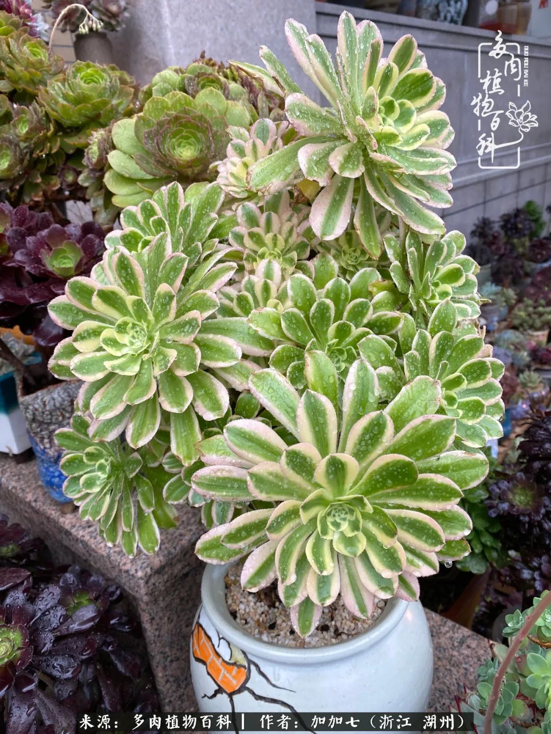 没根的法师夏天怎么养,五法师阵容