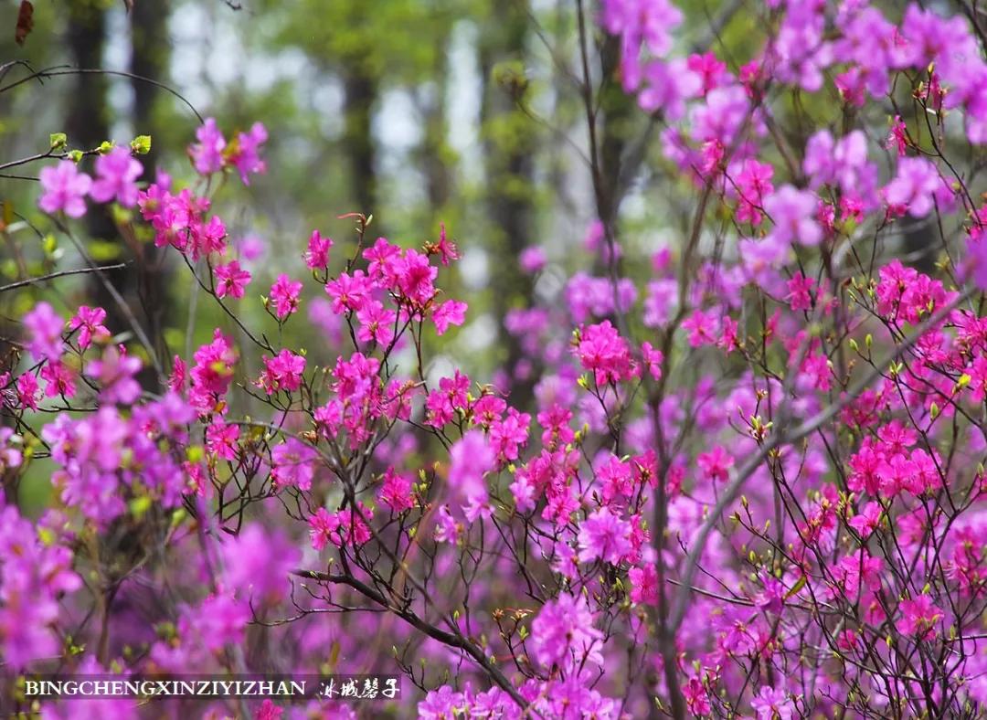 寻找中国最美的春季,探寻中国最美秘境