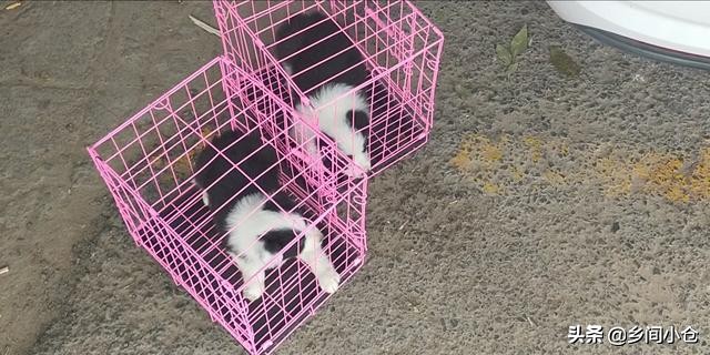 真正的狗市品种,哪里的狗市便宜品种又好种类又多