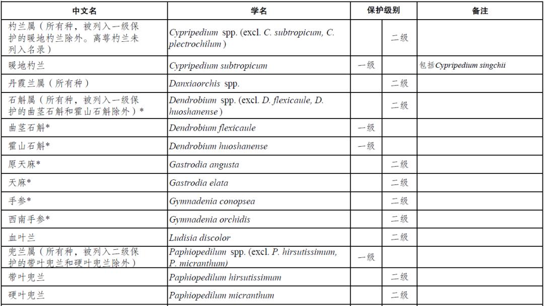 天价兰花成交,昂贵的野生兰花
